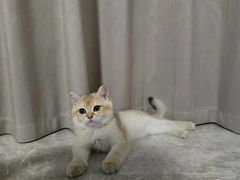 -lincat·猫舍(广州店)