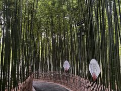 -陈家山荷花公园
