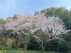 -上海吴淞炮台湾国家湿地公园
