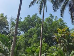 -中国科学院西双版纳热带植物园