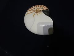 -青岛贝壳博物馆