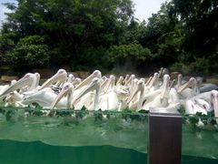 -珠海横琴长隆《卡卡虎奇遇记》