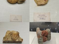 -柳州白莲洞洞穴科学博物馆