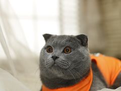 -超宠爱宠物摄影-Super pet