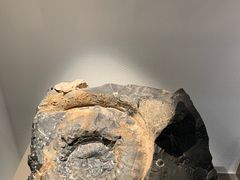 -中国地质博物馆