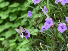 -武汉两江游览·夜游长江(汉口粤汉码头)