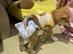 -逗柴咖啡屋·狗咖猫咖宠物桌游
