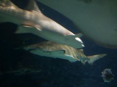 -上海海洋水族馆-停车场