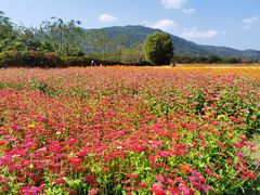 -亚龙湾国际玫瑰谷