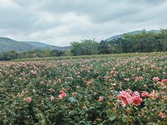 -亚龙湾国际玫瑰谷