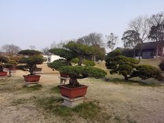 -扬州大运河文化旅游度假区·盆景园