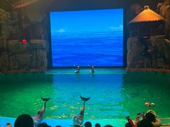 -芜湖新华联大白鲸海洋公园