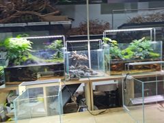-大自然花鸟鱼虫市场