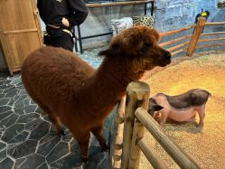 -Zoolung Zoolung动物主题公园(海信广场店)