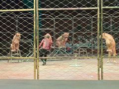 -俄罗斯国家大马戏团