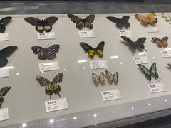 -四川大学博物馆