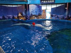 -海合安武汉极地海洋公园