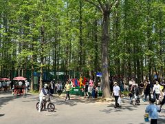 -日照海滨国家森林公园