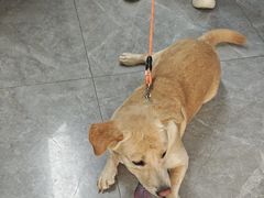 -半岛宠物医院24小时(白果林店)