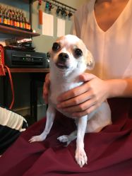 -椿树下·Tattoo纹身工作室