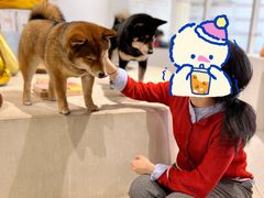 -柴务处·柴犬主题狗咖