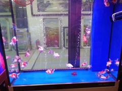 -花鸟鱼虫茶工艺品市场