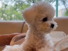 -瑞派申生动物医院·24H夜诊·国际动物医疗中心·骨外科(吴中路店)