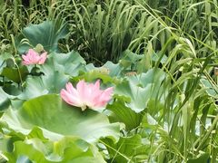 -昆山城市生态森林公园