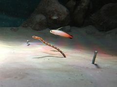 -暹罗海洋世界