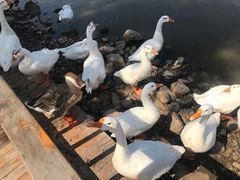 -河北村民俗体验园