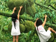 -都念榴莲·城市榴莲