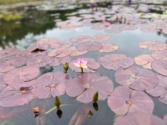 -云溪植物园