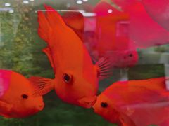 -雅悦齿科(顾村公园店)
