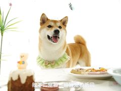 -趣玩宠物乐园寄养训犬训狗游泳池