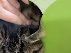 -瑞派天宁宠物医院·猫科·异宠中心