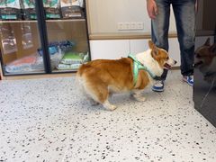 -瑞派康怡24h宠物医院·犬猫医疗中心·微创绝育(瑞景分院)