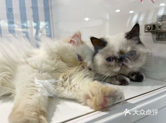 一、猫咪黑下巴是什么? 猫咪的黑下巴就像是人类的黑头