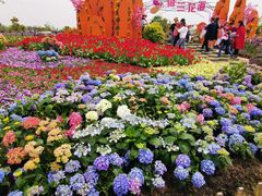 -荷兰花海