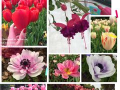 上海鲜花港-上海鲜花港