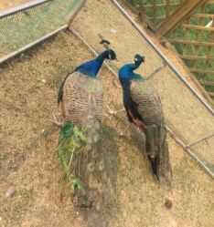 -萌宠亲子动物乐园(槐房万达店)