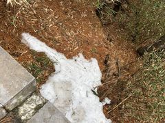 -朱雀国家森林公园