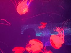-哈尔滨波塞冬海底世界