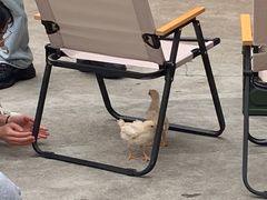 -Again Coffee Roaster(香蜜湖店)