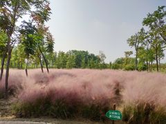 -南湖湿地公园