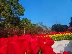 -南山植物园
