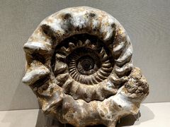 -安徽省地质博物馆