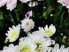 -何兮花店·气球派对鲜花店(马桥银春路万科城店)