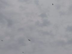 -盐洲岛