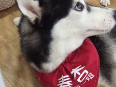 -Husky Go! 哈士奇体验馆·宠物咖啡厅狗咖