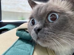 -北京观赏动物医院·24小时大型综合·猫专科·异宠专科